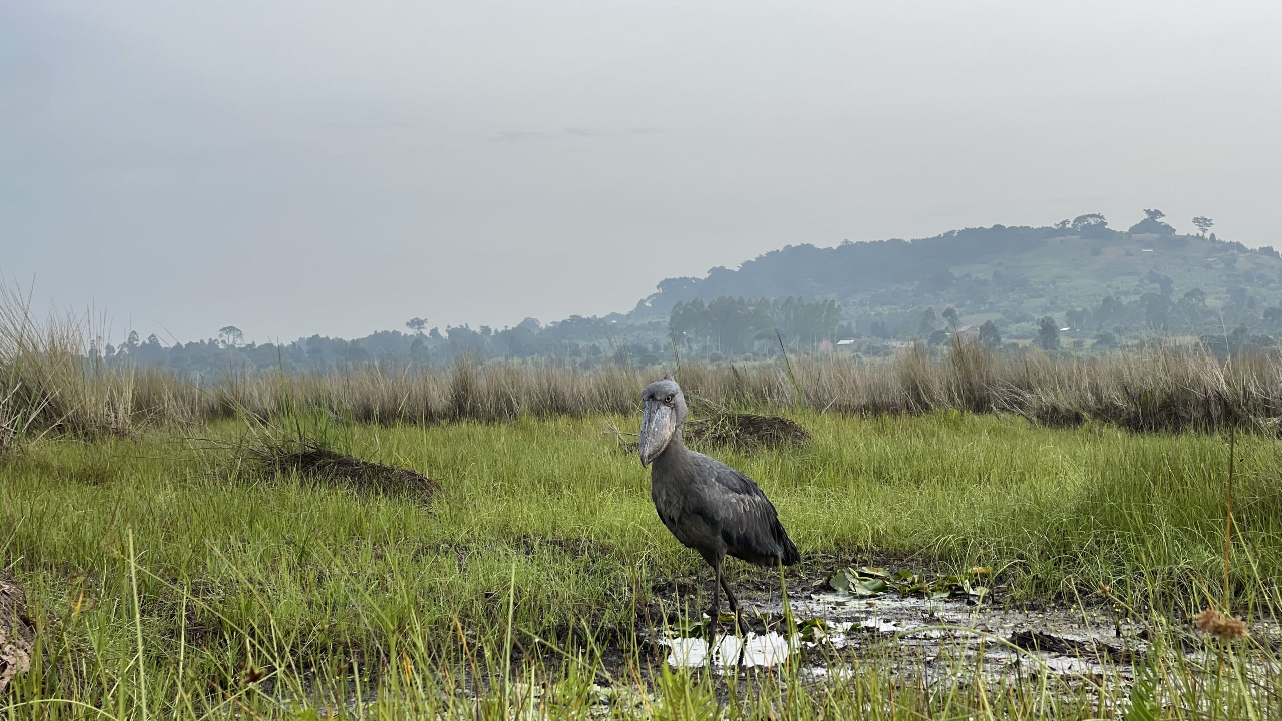 Birds of Uganda Podcast